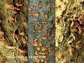 Cryphonectria parasitica-amf2228-2